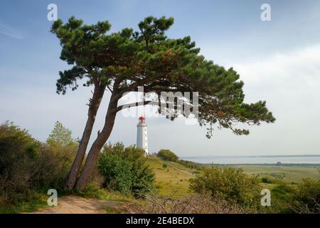 Leuchtturm Dornbusch, Hiddensee-Insel, Ostsee, Mecklenburg-Vorpommern, Nationalpark Vorpommern, Deutschland, Stockfoto