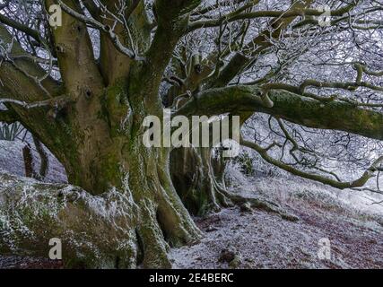 Riesige Flechten und frostbedeckte Buchen bilden eine Linie wie eine Szene aus dem gruseligen Film North Wessex Downs AONB Stockfoto