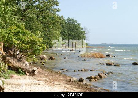 Greifswalder Buchtküste zwischen Neuendorf und Lauterbach, Landkreis Putbus, Insel Rügen, Mecklenburg-Vorpommern, Deutschland Stockfoto