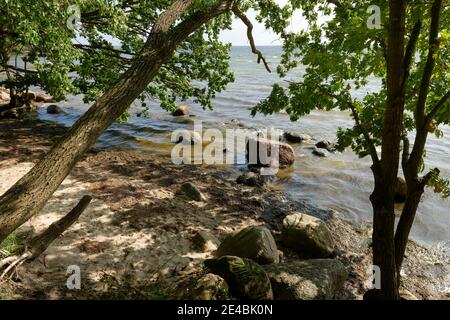 Greifswalder Buchtküste zwischen Neuendorf und Lauterbach, Landkreis Putbus, Insel Rügen, Mecklenburg-Vorpommern, Deutschland Stockfoto