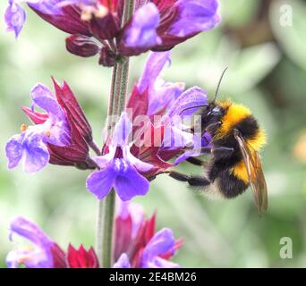 Hummel sammelt Pollen von einer Borretblume Stockfoto