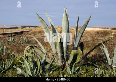 Mehrere amerikanische Jahrhundert Pflanze oder Agave wächst in trockenen Sand Boden in einem Küstengebiet in Portugal Stockfoto