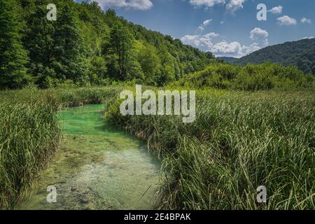 Schöner türkisfarbener Fluss, umgeben von hohen Schilf und grünen üppigen Wald, Plitvicer Seen Nationalpark UNESCO-Weltkulturerbe in Kroatien Stockfoto