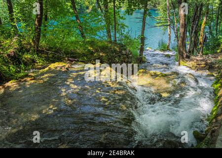 Rauschender Fluss, der von Felsen herunterstürzt und in einen türkisfarbenen See fließt. Nationalpark Plitvicer Seen UNESCO Weltkulturerbe in Kroatien Stockfoto