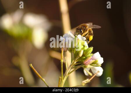 Nahaufnahme einer Biene auf der Suche nach Nektar aus den weißen Blüten einer Arabidopsis, Raupe (Arabidopsis thaliana) Stockfoto