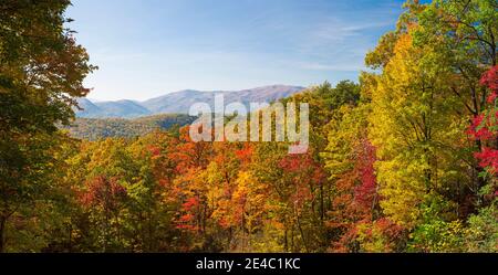 Bäume im Wald, Roaring Fork Motor Nature Trail, Great Smoky Mountains National Park, Tennessee, USA Stockfoto