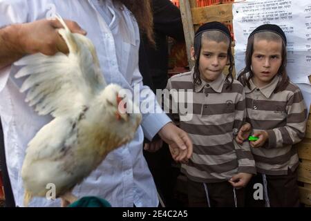 Ein ultra-orthodoxer jüdischer Mann schwingt ein Huhn, das später als Teil des Kaparot-Rituals geschlachtet wird, in dem man glaubt, dass man seine Sünden aus dem vergangenen Jahr in das Huhn überträgt, in Mea Shearim religiösem Viertel in Jerusalem, Donnerstag, 24. September 2009. Das Ritual wird vor dem Versöhnungstag, Jom Kippur, dem heiligsten Tag im jüdischen Jahr, der bei Sonnenuntergang am Sonntag beginnt, durchgeführt. Foto von Olivier Fitoussi/ABACAPRESS.COM Stockfoto