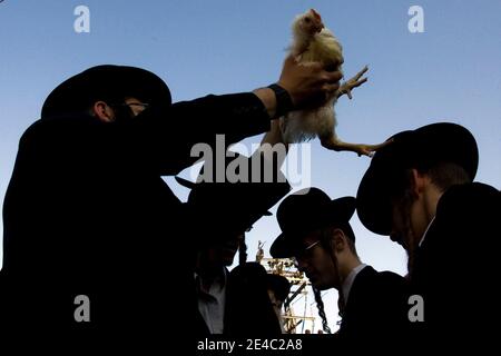 Ein ultra-orthodoxer jüdischer Mann schwingt ein Huhn, das später als Teil des Kaparot-Rituals geschlachtet wird, in dem man glaubt, dass man seine Sünden aus dem vergangenen Jahr in das Huhn überträgt, in Mea Shearim religiösem Viertel in Jerusalem, Donnerstag, 24. September 2009. Das Ritual wird vor dem Versöhnungstag, Jom Kippur, dem heiligsten Tag im jüdischen Jahr, der bei Sonnenuntergang am Sonntag beginnt, durchgeführt. Foto von Olivier Fitoussi/ABACAPRESS.COM Stockfoto