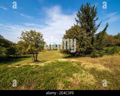 Rhön Landschaft am Kreuzberg - der heilige Berg des Frankens - Biosphärenreservat Rhön, Unterfranken, Franken, Bayern, Deutschland Stockfoto