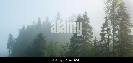 Nebel über Bäumen, Marathon, Ontario, Kanada Stockfoto