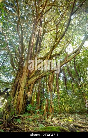 Eine Frau (MR) steht neben einem banyan Baum in einem tropischen Dschungel auf der Insel Maui, Hawaii. Stockfoto