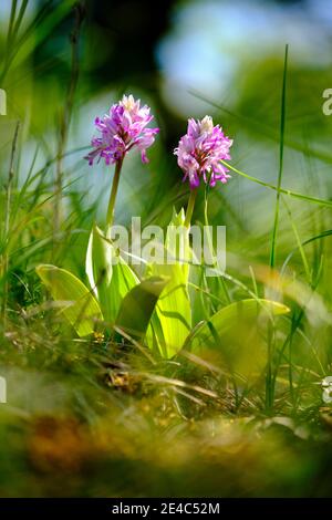 Helmorchidee, Orchis militaris, Helmorchidee Stockfoto