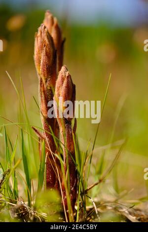 Großes Sommer-Arum, Orobanche elatior, hohes Sommer-Arum Stockfoto