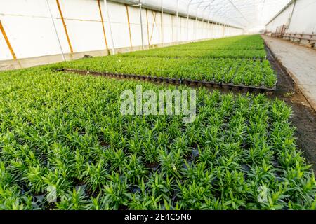 Gartenbau Industrie Konzept mit Millionen von Setzlingen in Töpfen. Gewächshaus für den Anbau von Pflanzen und Blumen Stockfoto