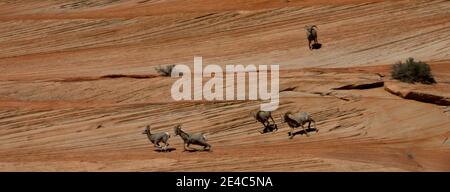 Bighorn Schafe (Ovis canadensis) laufen auf Sandstein, Zion National Park, Utah, USA Stockfoto