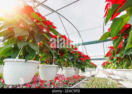 Weihnachtssterne Blume. Gewächshaus gefüllt mit roten Feiertagsblumen Pflanzen in Töpfen stehen in Reihen und hängen. Stockfoto