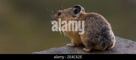 Nahaufnahme von Pika (Ochotona princeps) auf Felsen, Yankee Boy Basin, Uncompahgre National Forest, Colorado, USA Stockfoto