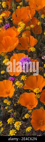 Nahaufnahme von Blüten des kalifornischen Mohn (Eschsholtzia californica) Goldfields (Lasthenia californica) und Owl's Clover (Castilleja exserta), Antelope Valley, Los Angeles County, Kalifornien, USA Stockfoto