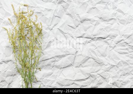 Hintergrund von zerknittertem Bastelpapier mit trockener Blume im Minimalismus Stil Stockfoto