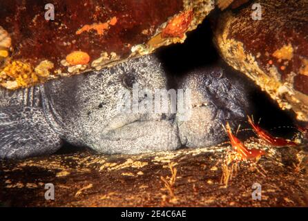 Ein Paar von Wolfsaalen, Anarrhichthys ocellatus, vor Hornby Island, British Columbia, Kanada. Stockfoto