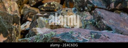 Nahaufnahme von Pika (Ochotona princeps) auf Felsen, Bridger-Teton National Forest, Wyoming Range, Wyoming, USA Stockfoto