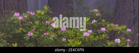 Coastal Redwood (Sequoia sempervirens) und Pacific Rhododendron (Rhododendron macrophyllum) blüht auf Pflanzen, Damnation Creek Trail, Redwood National Park, Kalifornien, USA Stockfoto