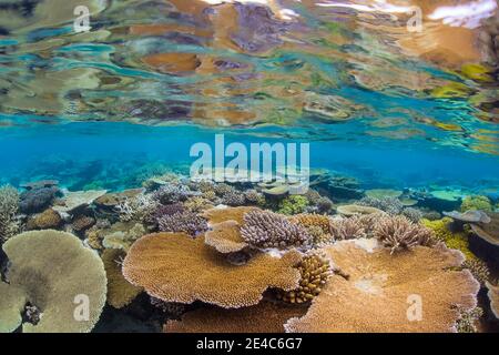 Eine Flachwasser-Riffszene mit einer Reihe von fragilen Korallen, die in extrem flachem und ruhigem Wasser vor der Insel Kadavu, Fidschi wachsen. Es ist selten f Stockfoto