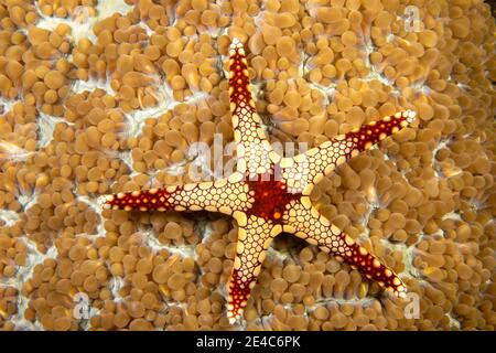 Eine Halskette Seastar, Fromia Monilis auf Korallenpolypen, Yap, Mikronesien. Stockfoto