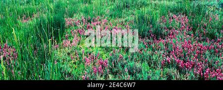 Purpurkauzklee (Castilleja exserta) blüht auf einem Feld, Arcata Abwasserbehandlungsanlage und Wildlife Sanctuary, Arcata, Kalifornien, USA Stockfoto