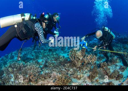 Forschung Taucher vom MOC Marine Institute Karte coral Schäden an Molokini Marine bewahren vor der Insel Maui, Hawaii. In der Zukunft, Daten fr Stockfoto