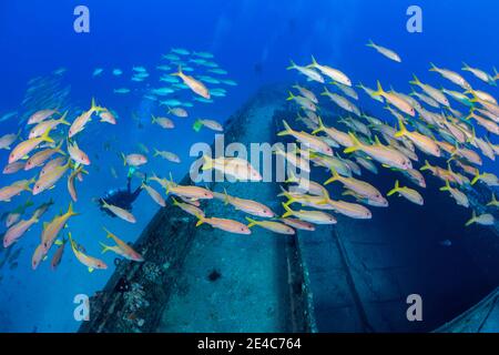 Eine große Schule von Gelbflossen-Goatfish, Mulloidichthys vanicolensis, sind Heimat auf der Carthaginian, einem Wahrzeichen von Lahaina, die als künstliche ree versenkt wurde Stockfoto