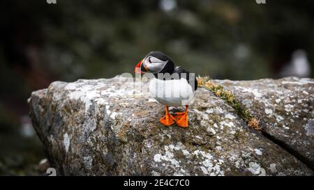 Puffin Kolonie auf Staffa Island Stockfoto