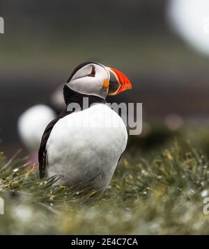 Puffin Kolonie auf Staffa Island Stockfoto