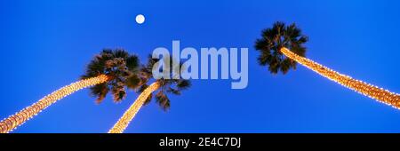 Palmen mit weißen Lichtern gewickelt blicken nach oben in Richtung Vollmond, Pacific Beach, San Diego, San Diego County, Kalifornien, USA Stockfoto