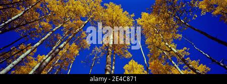 Low-Angle-Ansicht von Aspen Trees, Colorado, USA Stockfoto