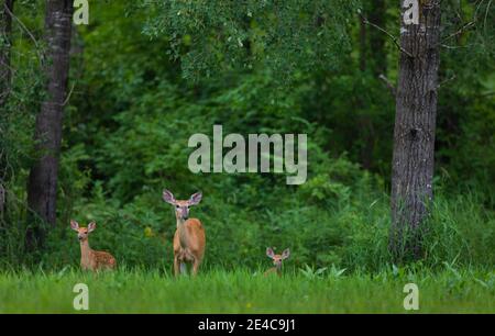 Weißschwanz-Rehe mit zwei Rehkitz im nördlichen Wisconsin. Stockfoto