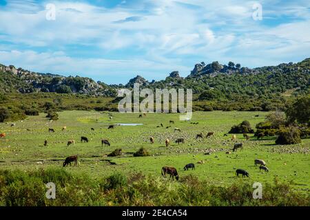 Italien, Sardinien. Eine Lichtung mit Wildtieren wie Schweinen, Rindern, Pferden. Diese Alm liegt in den Bergen des Naturparks Parco del Golfo di Orosei e del Gennargentu. Stockfoto