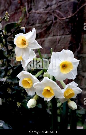 Narcissus tazetta ‘Avalanche’ Tazetta daffodil Avalanche – Haufen von stark duftenden Narzissen an einem Stamm, Januar, England, Großbritannien Stockfoto