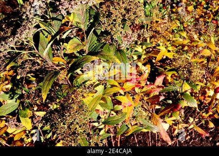 Spiraea japonica ‘Goldflame‘ Japanische Mädesüße Goldflame – gelbe, grüne, orange und rote Blätter an braunen Stielen, Januar, England, Großbritannien Stockfoto
