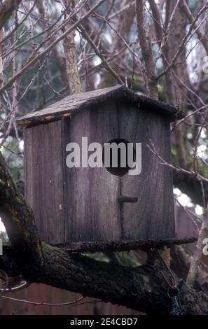 LEERE RUSTIKALER HOLZENER HANDGEFERTIGTER VOGELNESTKASTEN AUF BAUMZWEIG MONTIERT. AUSTRALIEN. Stockfoto