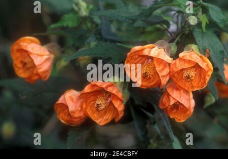 NAHAUFNAHME VON ORANGEFARBENEN ABUTILON (CHINESISCHE LATERNE BLUME) BLUMEN. Stockfoto