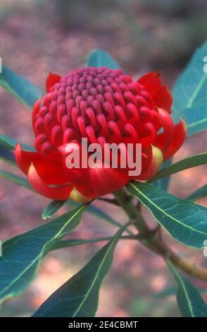 NAHAUFNAHME DER TELOPEA BLUME (WARATAH) BLUMENEMBLEM VON NEW SOUTH WALES, AUSTRALIEN. Stockfoto