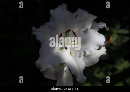 Nahaufnahme der schönen weißen Stargazer Lilie, die durch natürliches Sonnenlicht hervorgehoben wird. Stockfoto