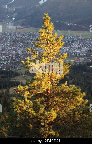 Blick vom Königsstand (1453m) nach Garmisch-Partenkirchen, Oberbayern, Bayern, Deutschland, Bayerische Alpen, Werdenfelser Land, Kiefer mit Garmisch im Hintergrund Stockfoto