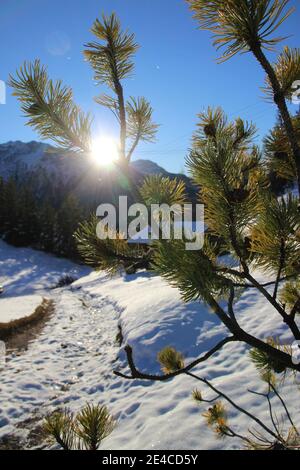 Wanderung zum Hohen Kranzberg (1397m), Sonnenaufgang, Deutschland, Bayern, Oberbayern, Werdenfelser Land, Bayerische Alpen, Mittenwald, Alpenwelt Karwendel, Bergkiefer im Vordergrund Stockfoto