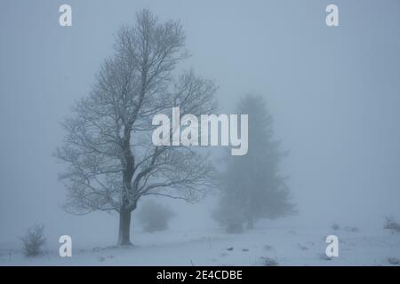 Silhouetten der Baum im Nebel Stockfoto