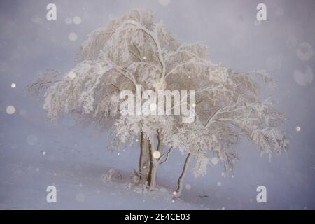 Baum in der Dämmerung im Nebel und Schneefall Stockfoto