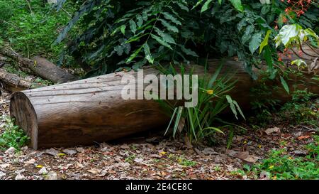 Ein gefällte Baumstamm, der im Busch liegt Stockfoto
