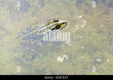 Teichfrosch (Pelophylax kl. Esculentus, Pelophylax 'esculentus', Rana 'esculenta') Stockfoto