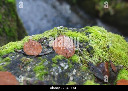 Der Schwarzenbergsche Schwemmkanal im Mühlviertel am Oberösterreicher / Tschechische Grenze Stockfoto